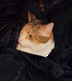 Reed's Kitty